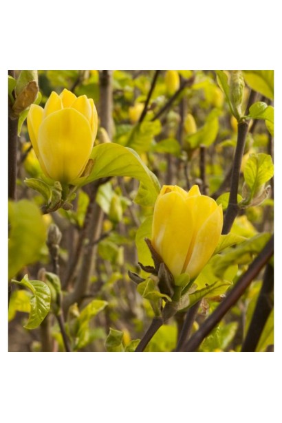 Магнолія гібридна Єллоу Лантерн